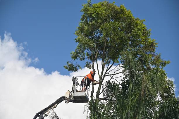 How Our Tree Care Process Works  in  Davie, FL